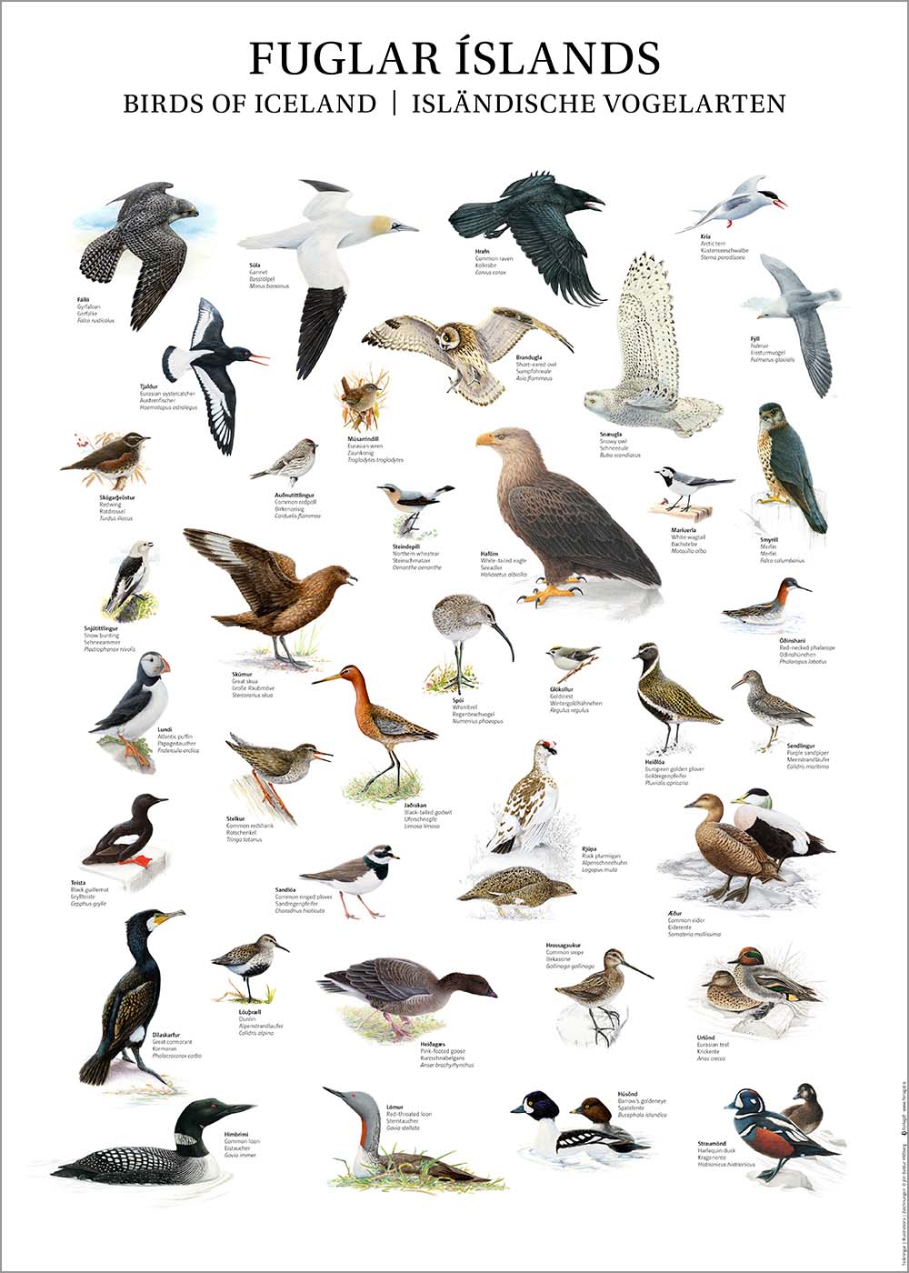 Plakat Fuglar Íslands 50x70cm