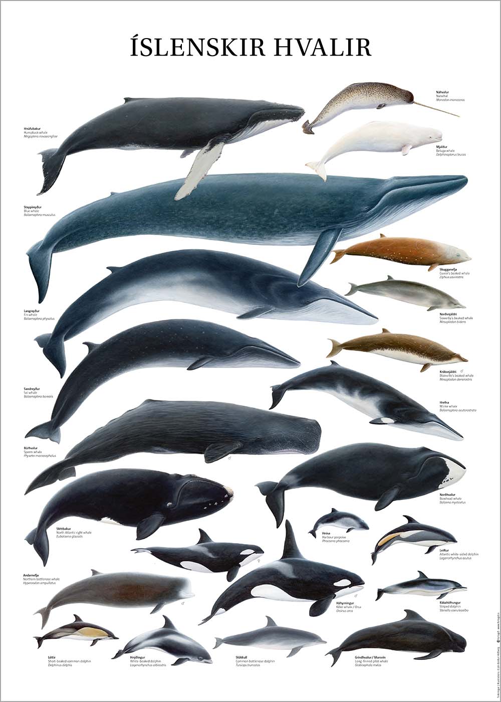 Plakat Íslenskir Hvalir 50x70cm