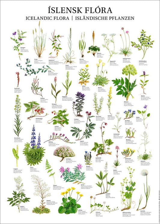 Plakat Flóra Íslands 50x70cm