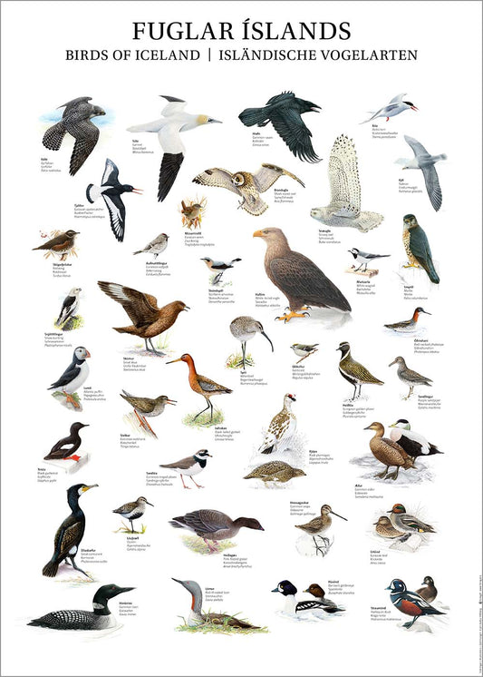 Plakat Fuglar Íslands 50x70cm