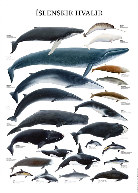 Plakat Íslenskir Hvalir 50x70cm