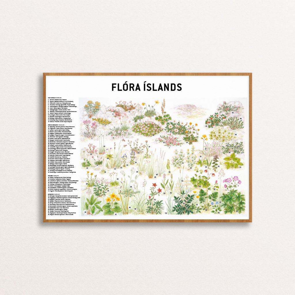 Plakat Flóra Íslands 50x70cm